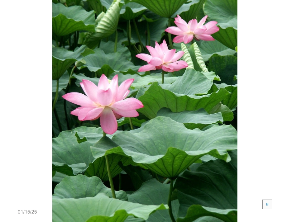 《荷花美》课件_第2页