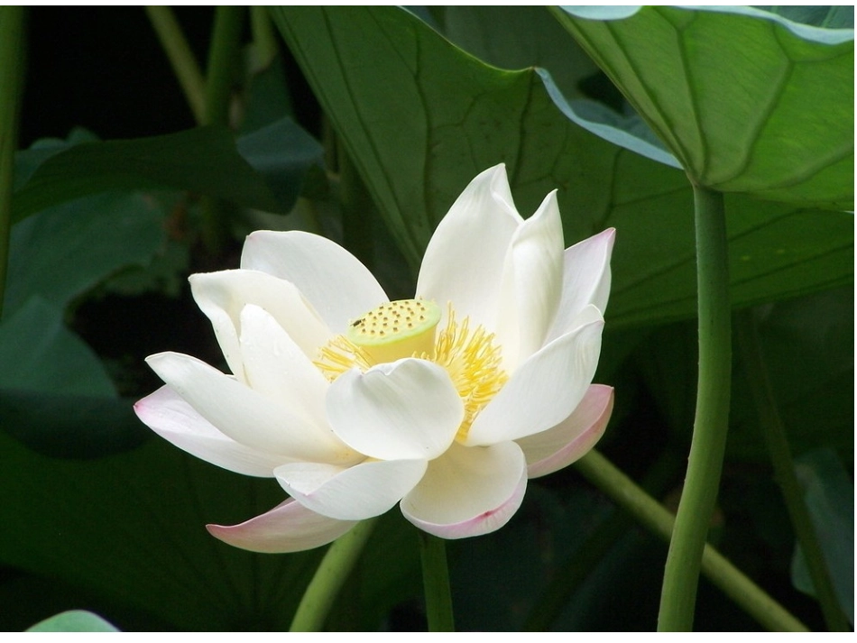 《荷花美》课件_第3页