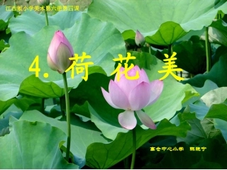 《荷花美》课件