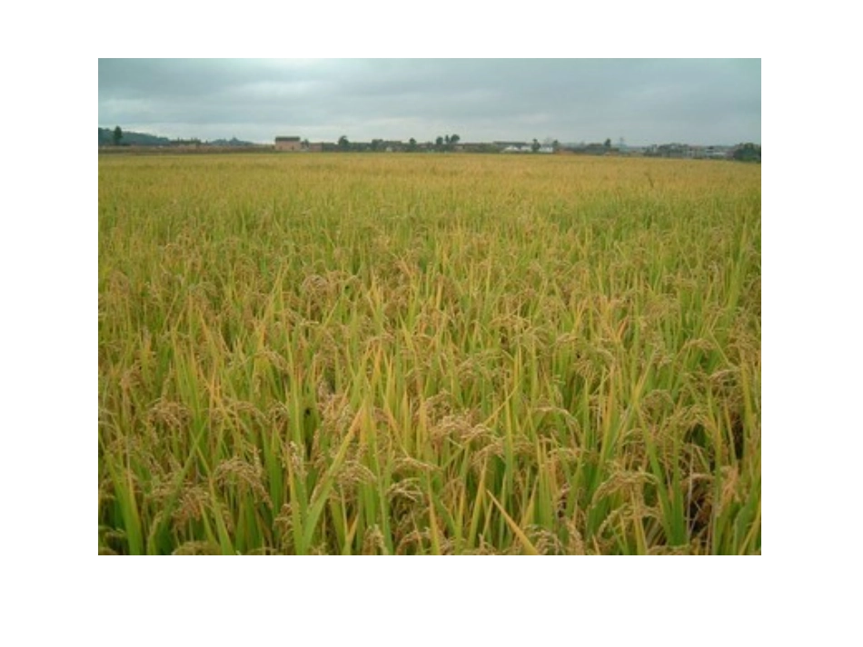 宝贵的自然资源_第3页