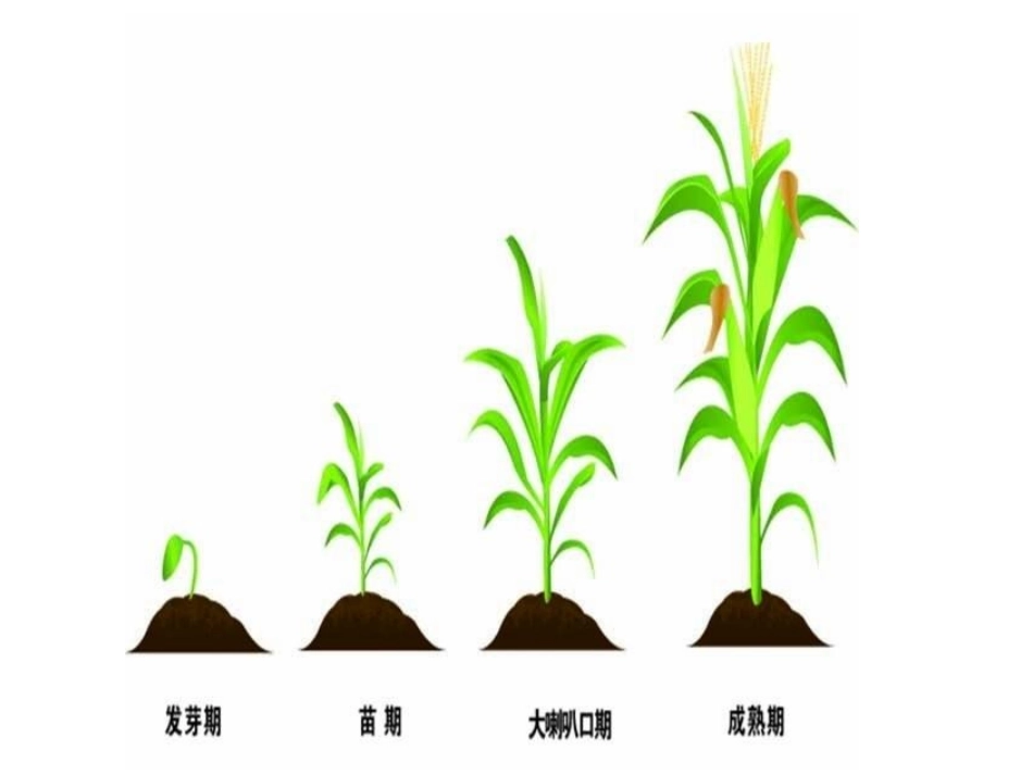 中班科学玉米_第2页