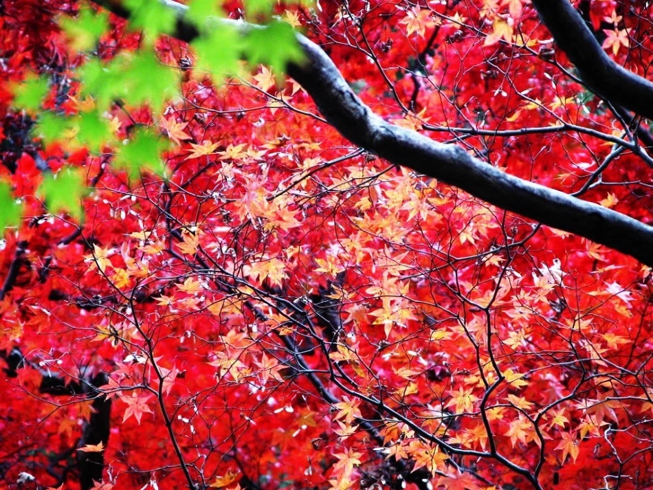 《秋天》 (2)_第1页