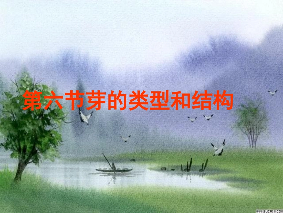 芽的结构和类型_第1页