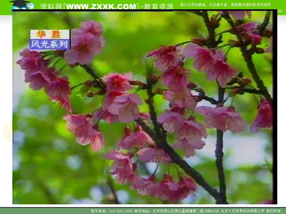 芽的结构和类型_第2页