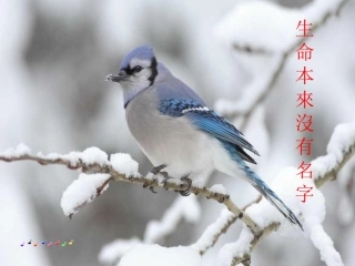 生命本来没有名字1