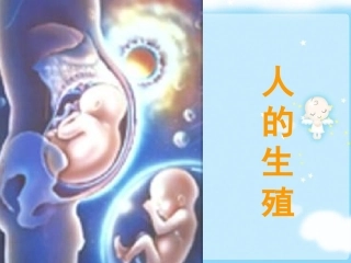 第二节人的生殖