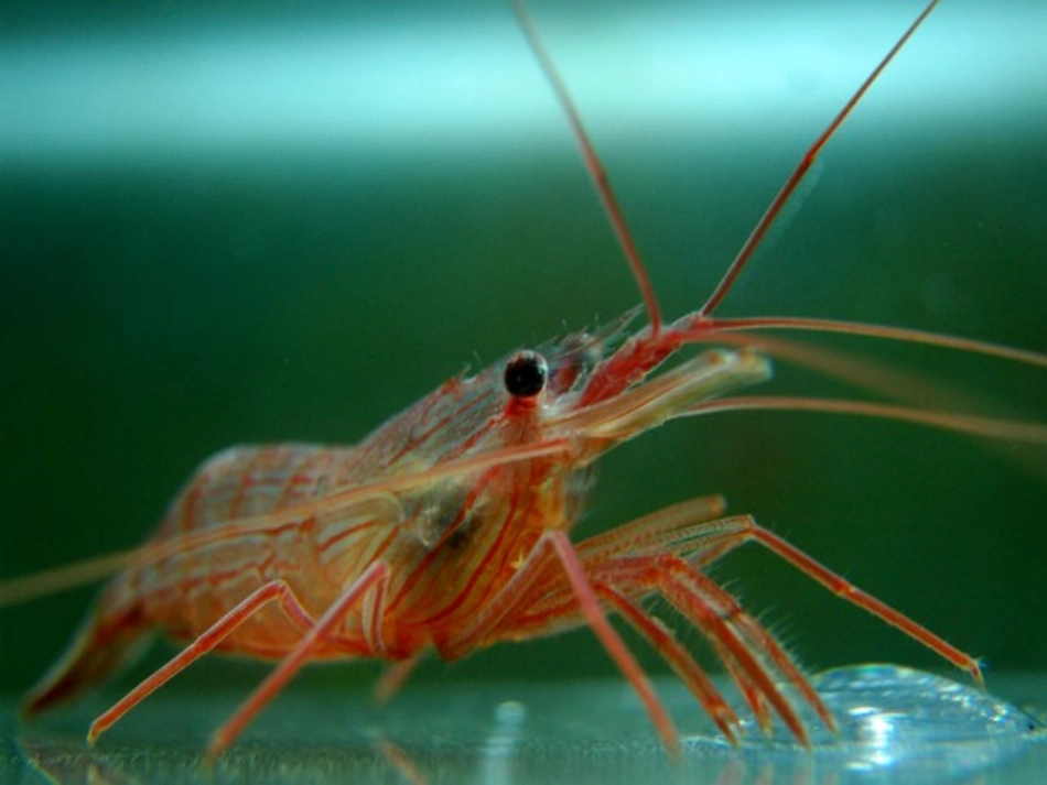 2014语文《小虾》课件(上交_第1页