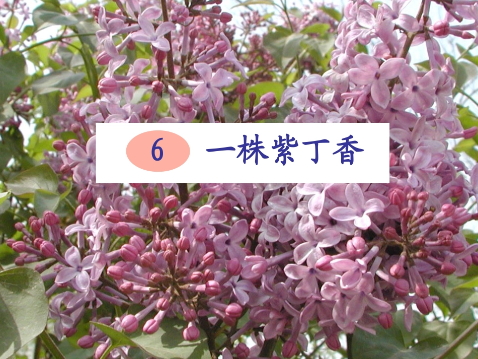 6一株紫丁香 (2)_第1页