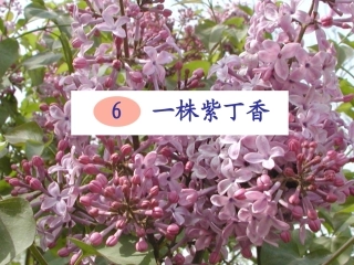 6一株紫丁香 (2)
