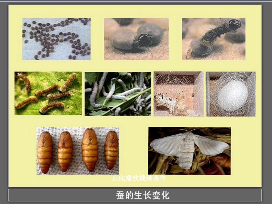 5蚕的生命周期_第2页