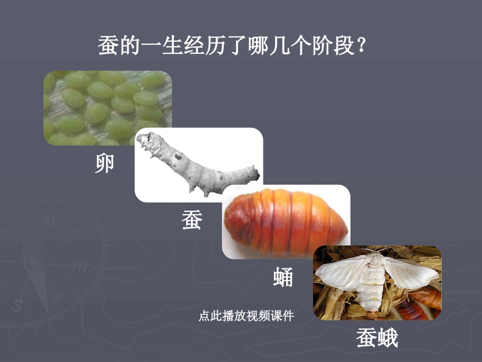 5蚕的生命周期_第3页