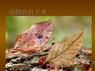 动物的自卫术