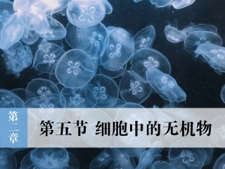 25细胞中的无机物