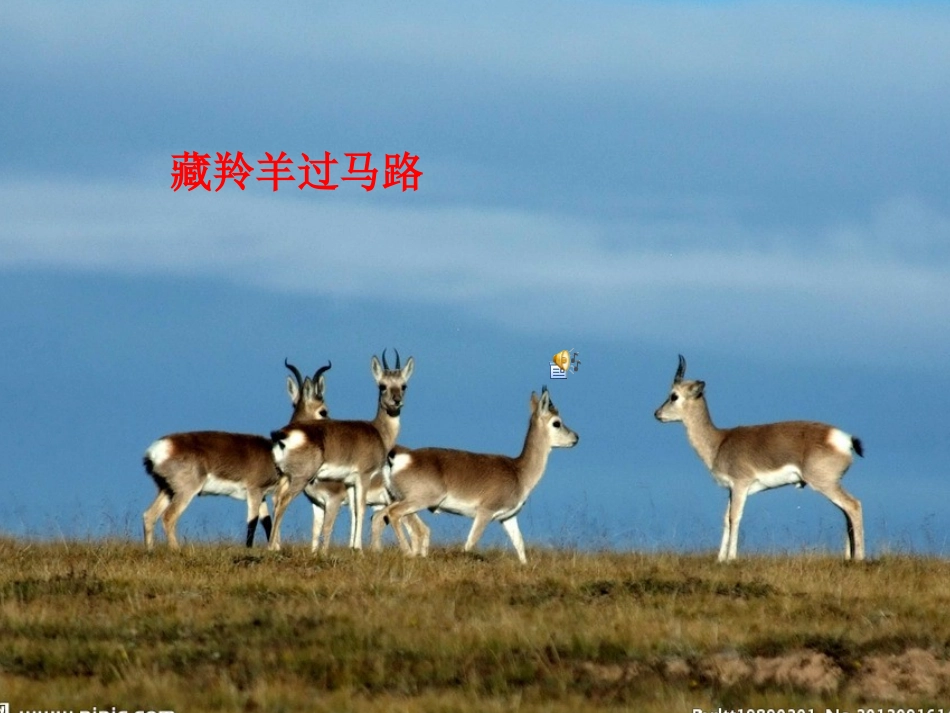 藏羚羊过马路_第1页
