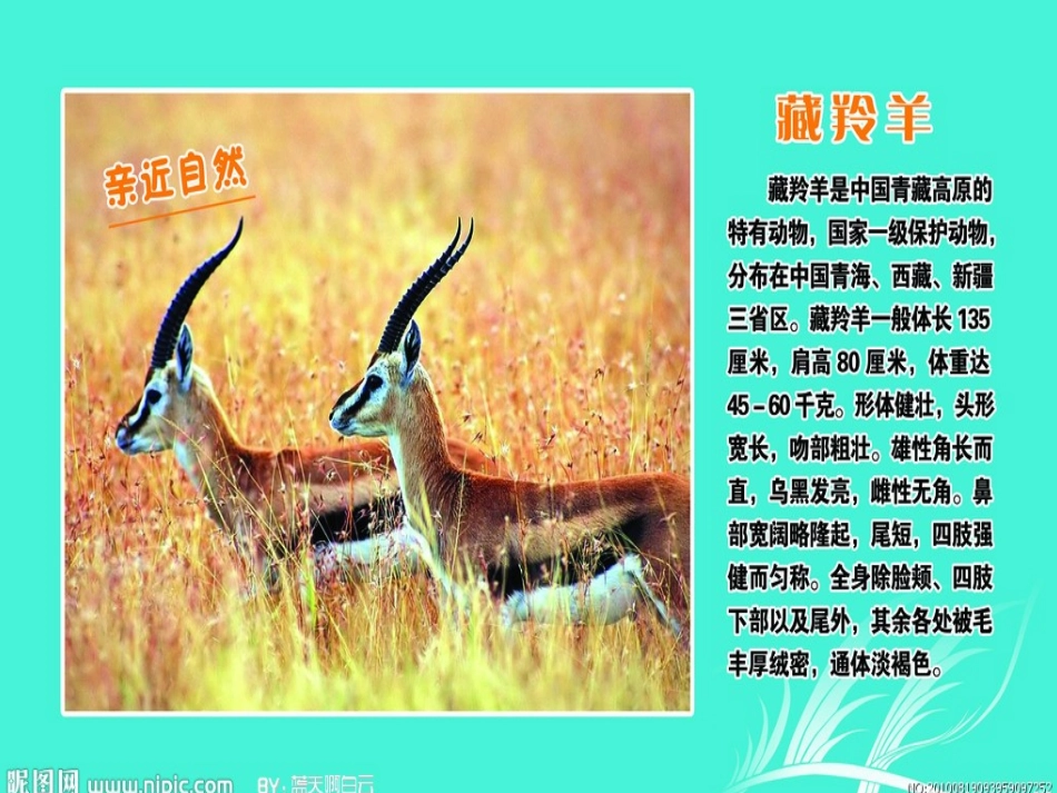 藏羚羊过马路_第2页