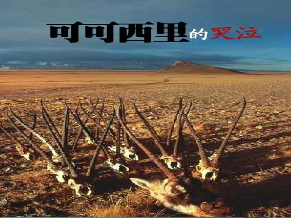 藏羚羊过马路_第3页