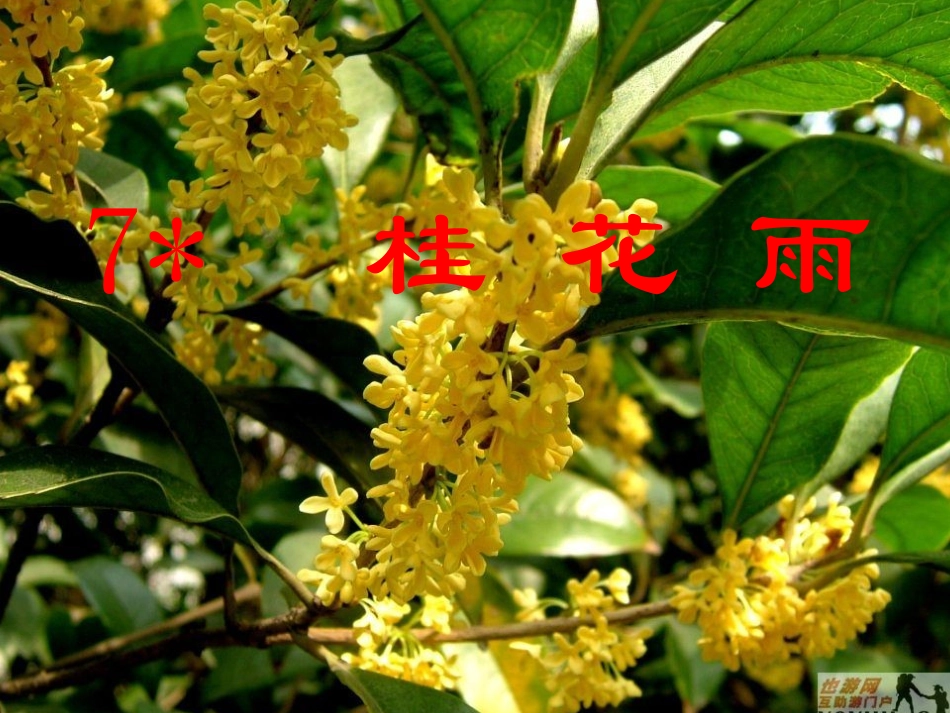 7《桂花雨》课件_第1页