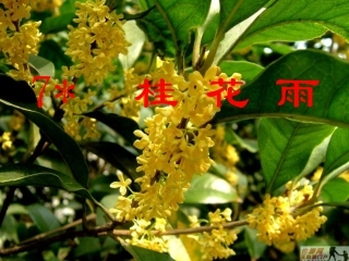 7《桂花雨》课件