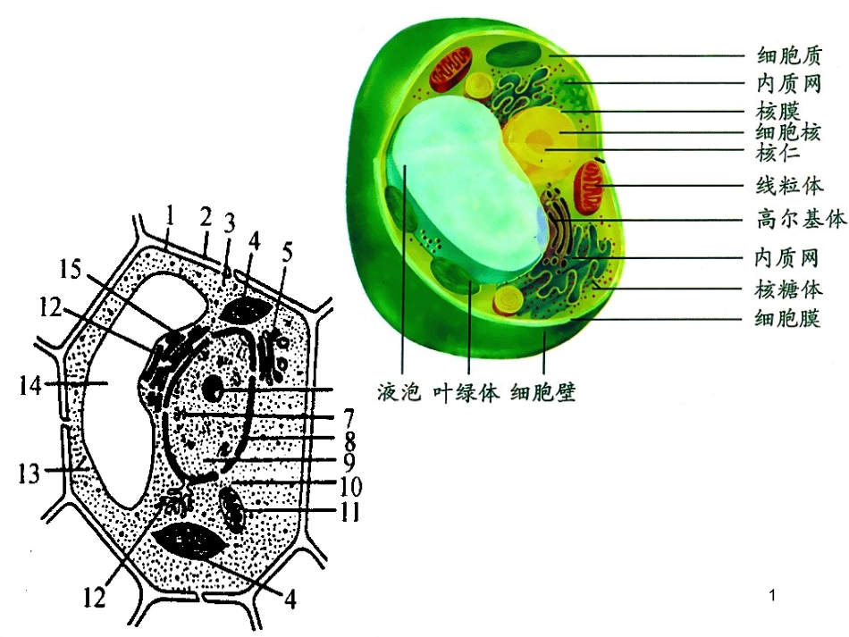 94张图---高中生物重要的图解自整理 (2)_第1页
