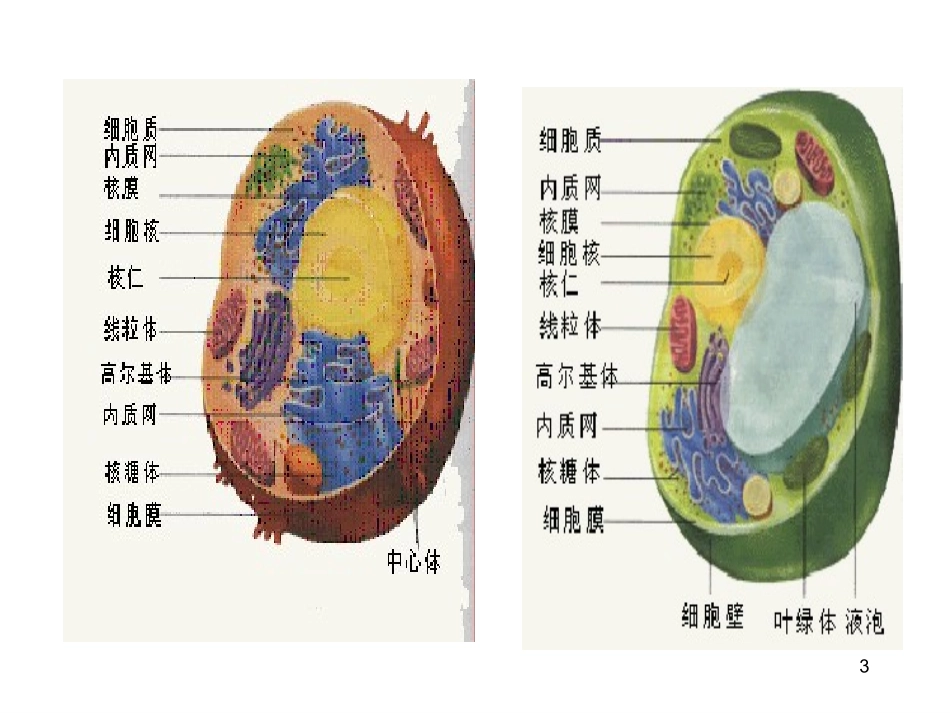 94张图---高中生物重要的图解自整理 (2)_第3页