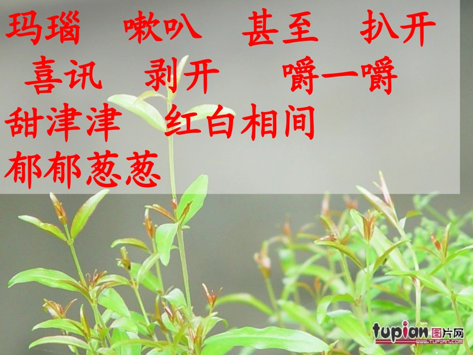 苏教版三上语文16石榴课件_第2页