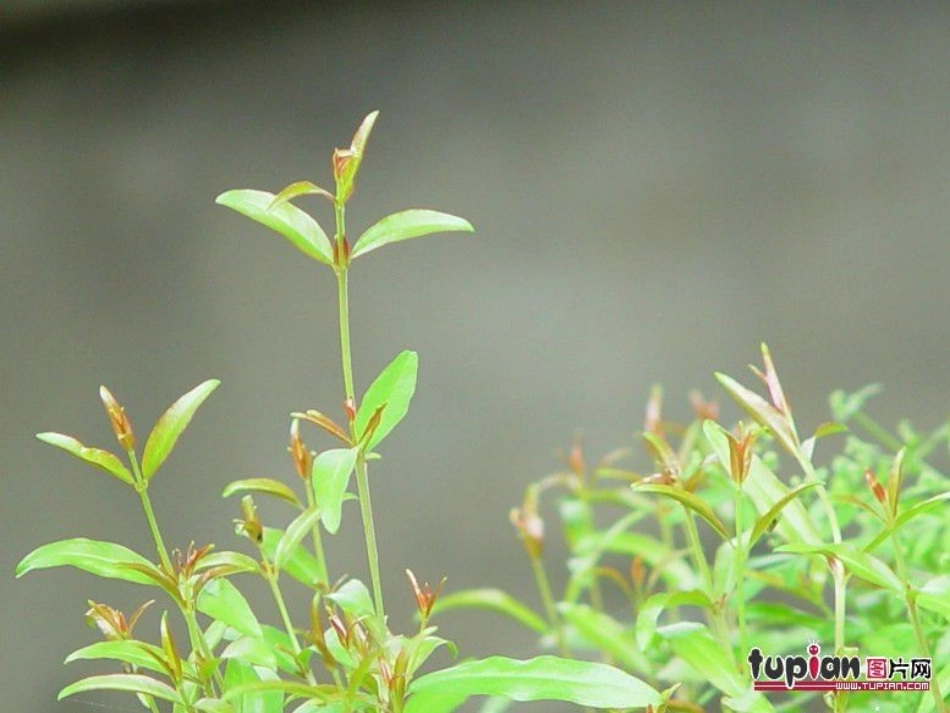 苏教版三上语文16石榴课件_第3页