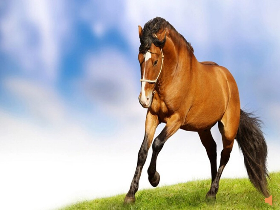 中班艺术：赛马_第3页