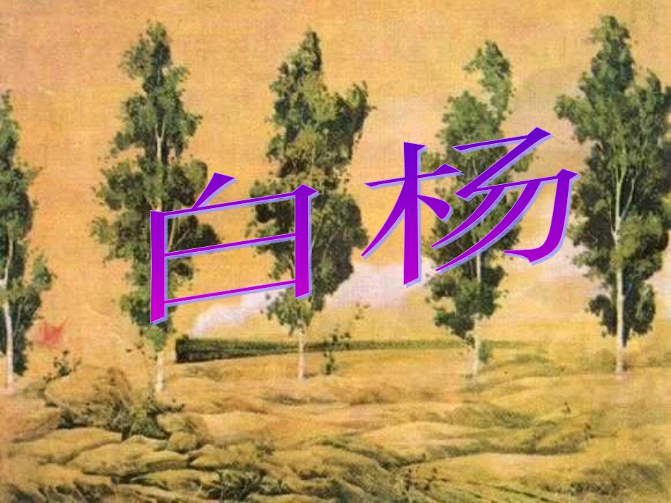 《白杨》课件_第1页
