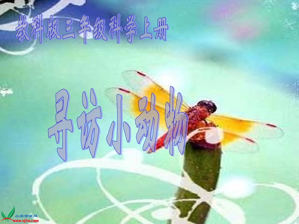 21寻访小动物 (2)_第1页
