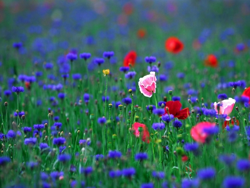 21生物与非生物_第2页