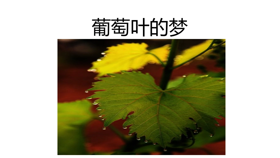（课堂教学课件1）葡萄叶的梦_第2页