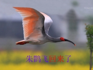 朱鹮飞回来了