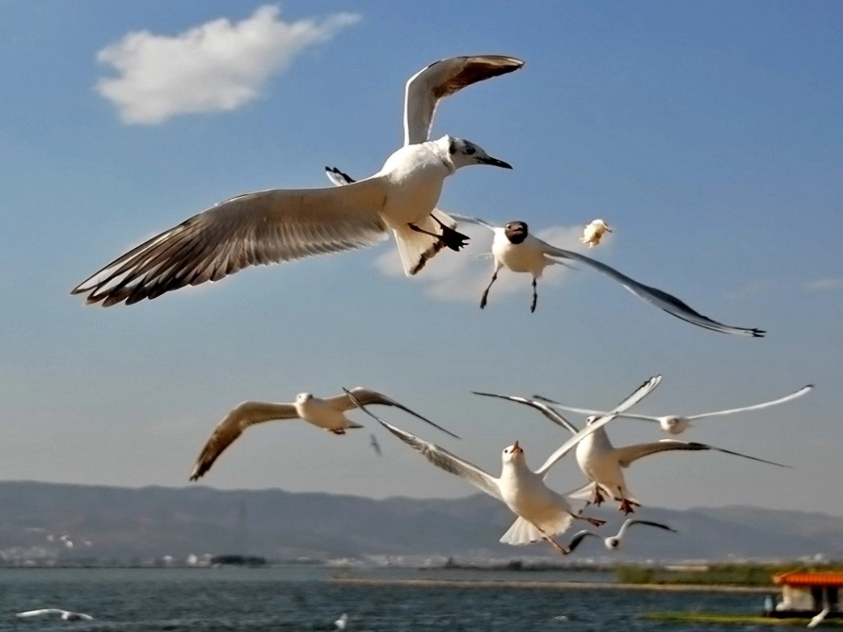 老人与海课件_第1页