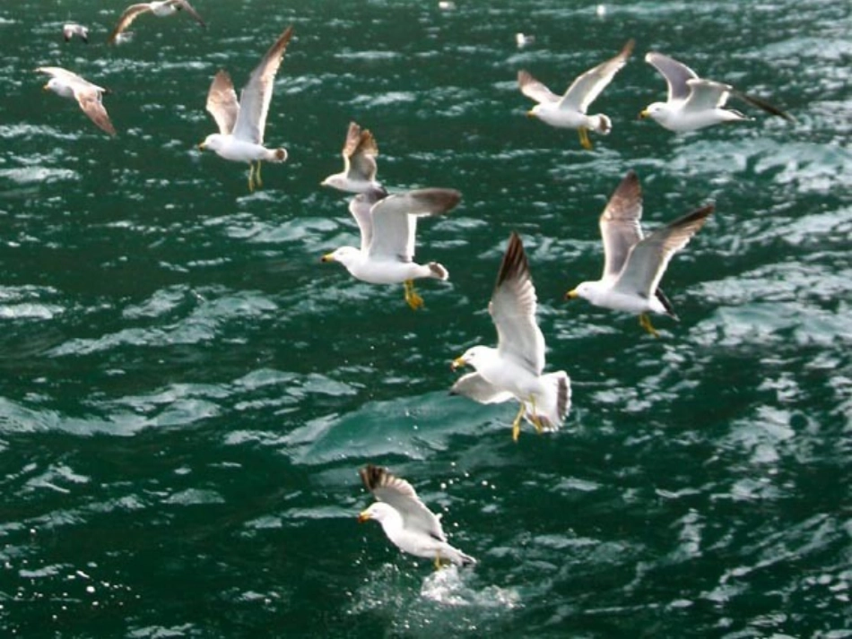 老人与海课件_第2页