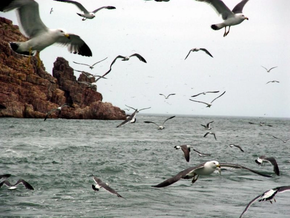 老人与海课件_第3页