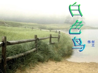 第十一课白色鸟