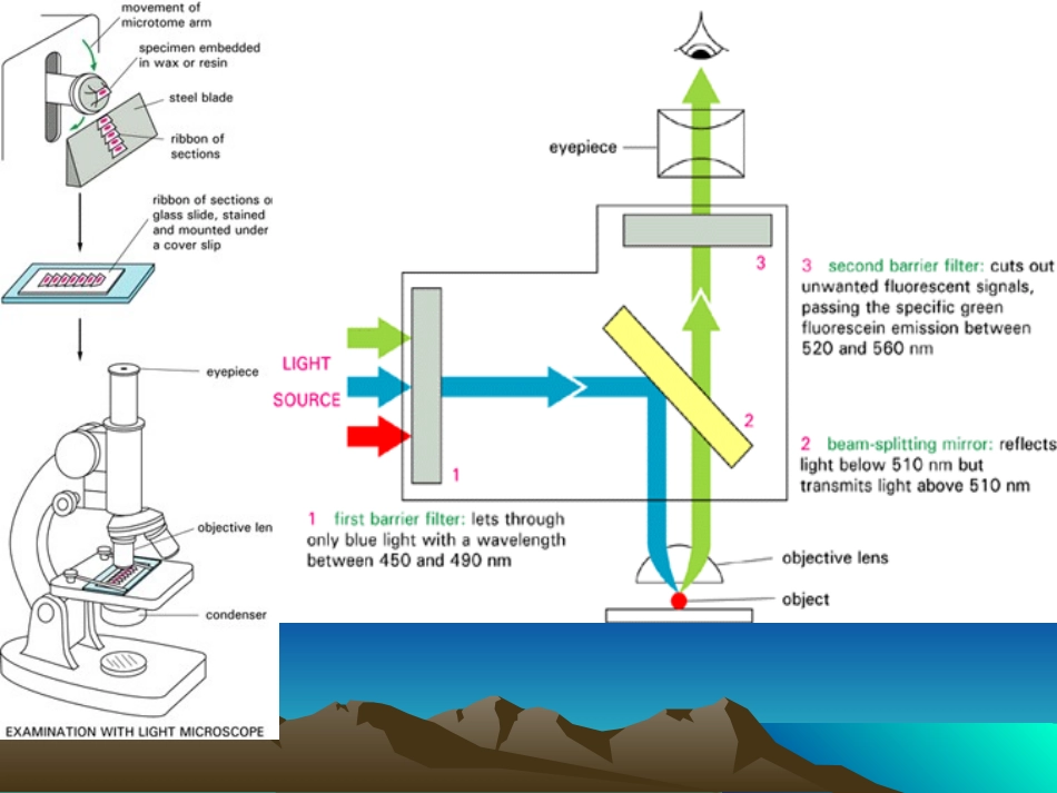 1细胞概述及细胞内膜系统_第3页