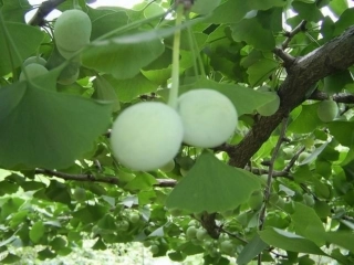 第十二版块最后一片银杏树叶 (2)