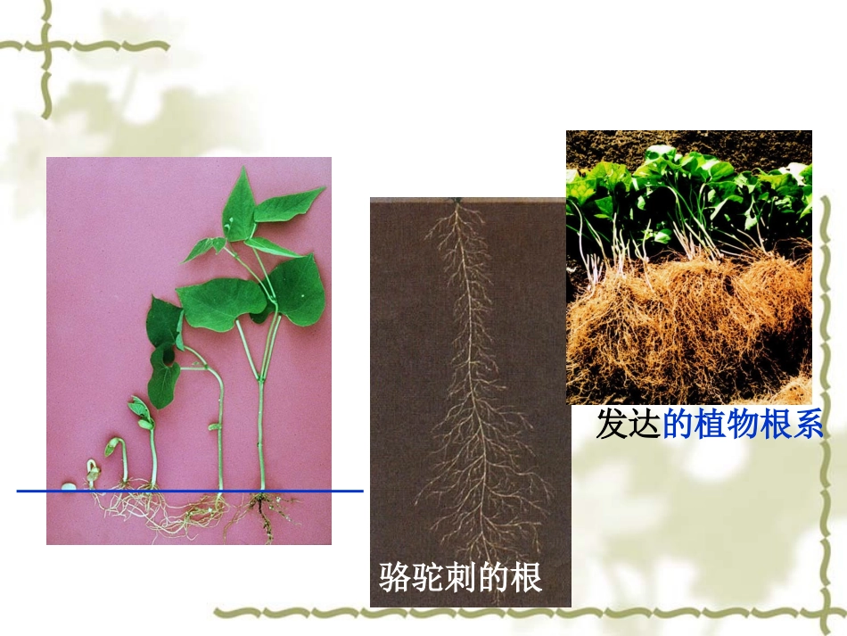 4、植株的生长_第2页