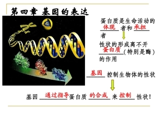 41基因指导蛋白质的合成