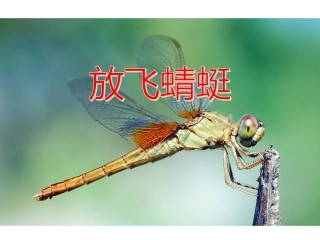 19放飞蜻蜓