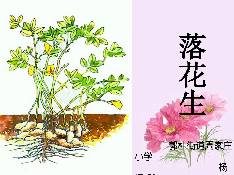 落花生教学课件ppt_第1页