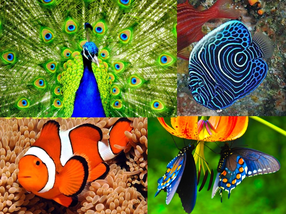 美丽的花纹1_第1页