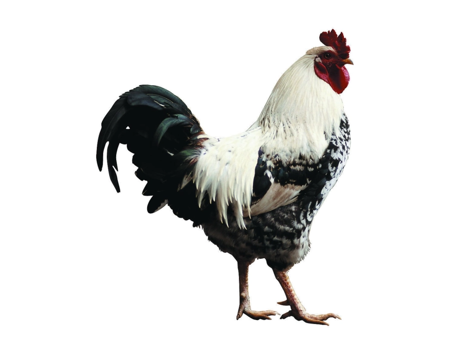 美丽的花纹1_第3页