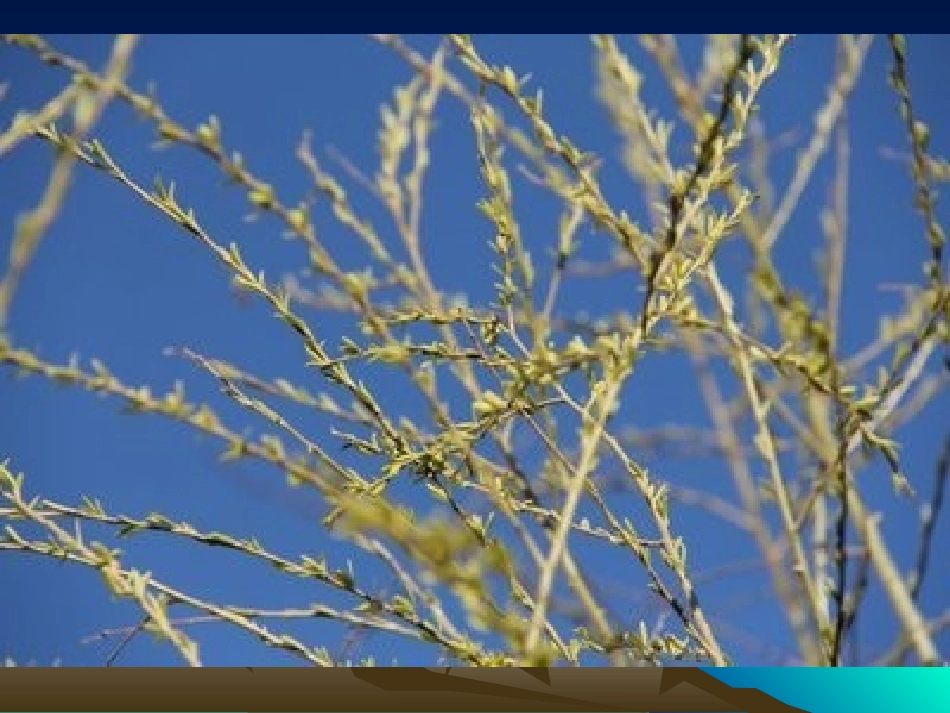 幻灯片-美丽的春天_第2页