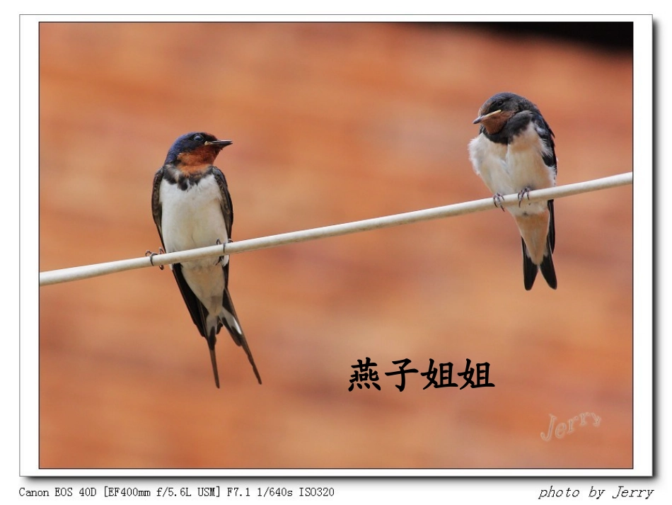 小动物过冬高莉_第1页