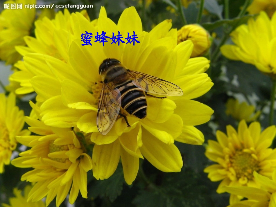 小动物过冬高莉_第3页
