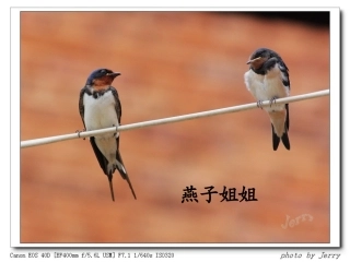 小动物过冬高莉