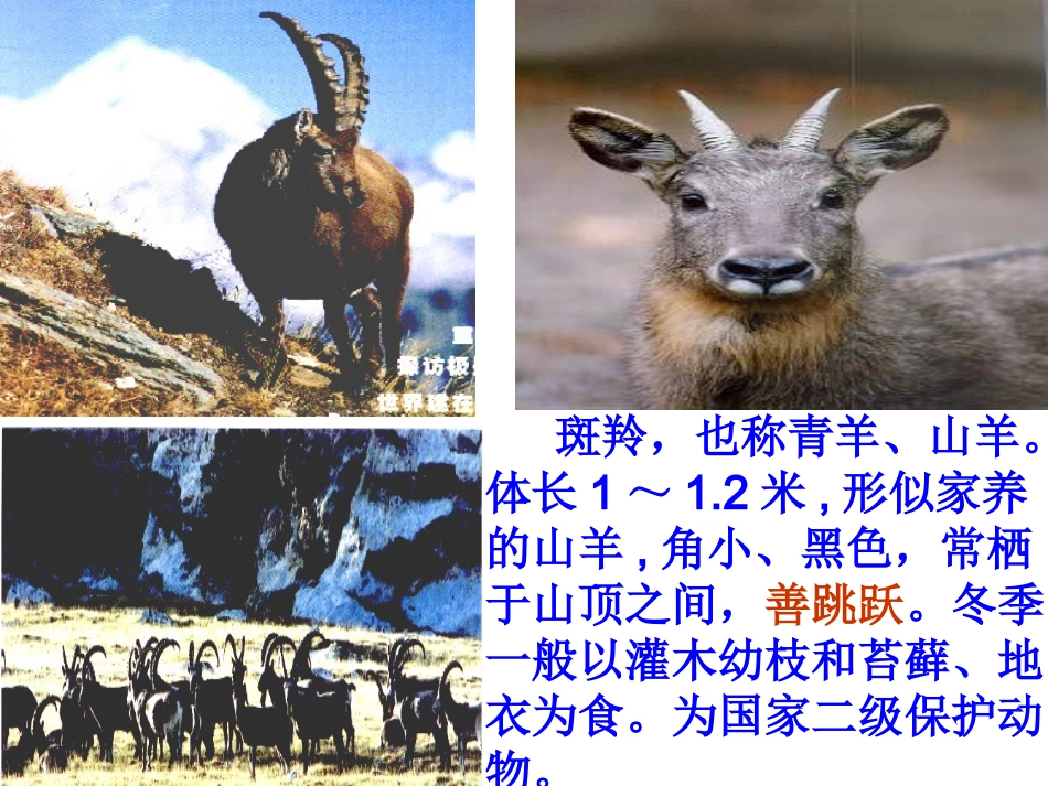 斑羚飞渡定稿_第2页