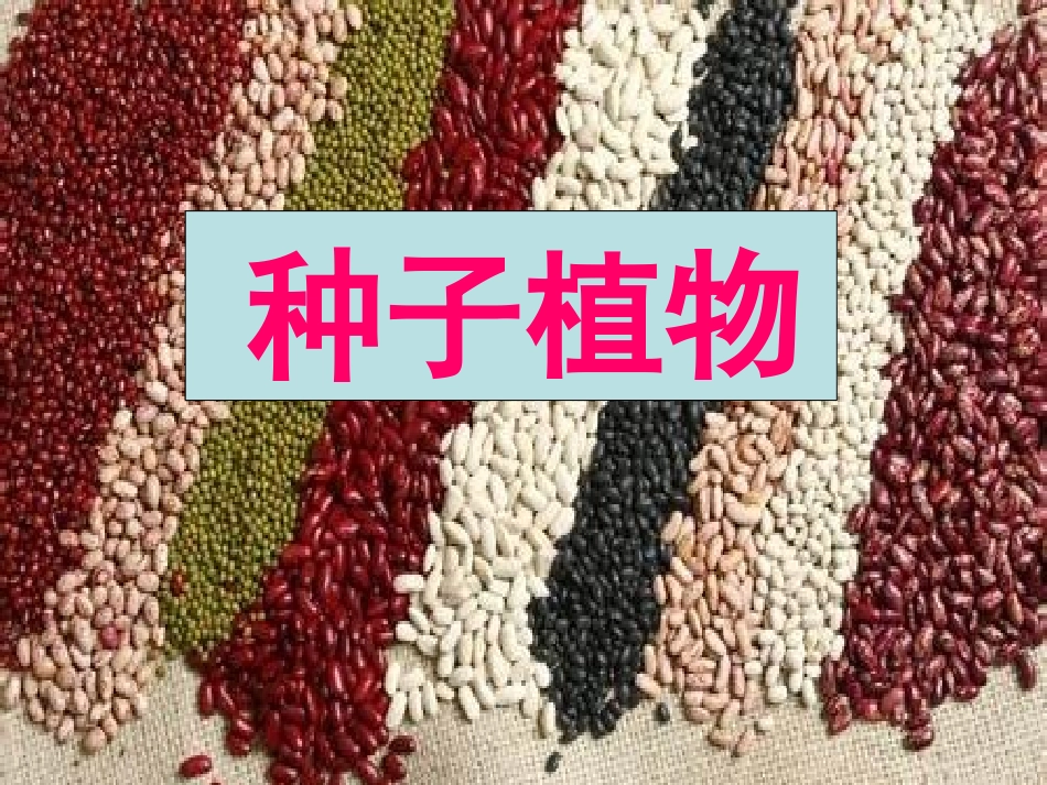 312种子的结构课件_(1)2_第3页